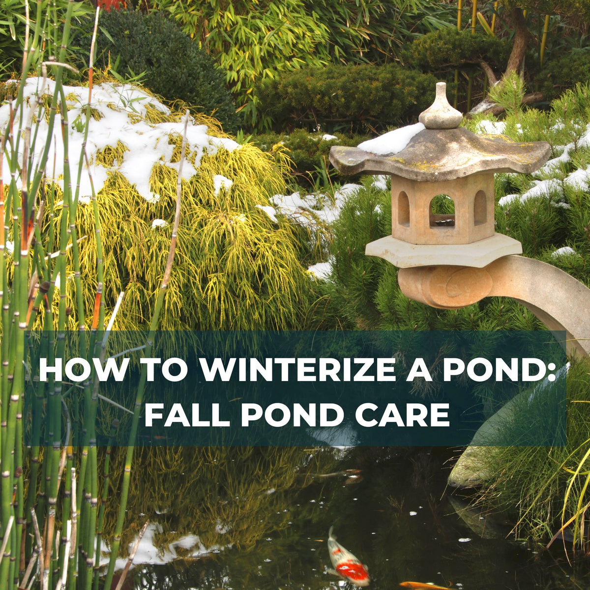 HOW TO WINTERIZE A POND FALL POND CARE GC Koi Farm