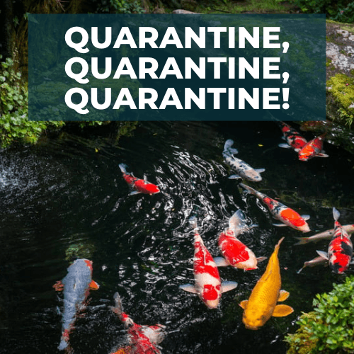 Step-by-step quarantine procedures