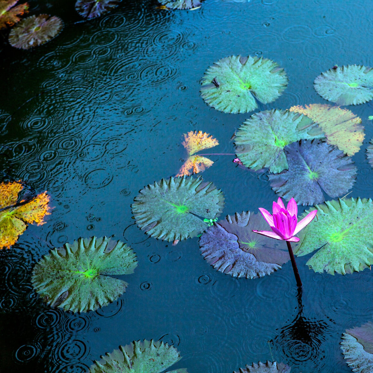 does-rain-water-affect-ph-in-koi-pond-gc-koi-farm