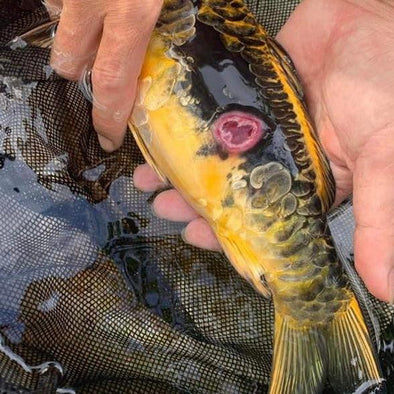 Koi fish with ulcers, red sores