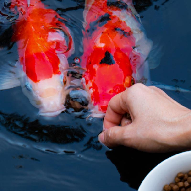 should-you-feed-koi-during-winter-gc-koi-farm