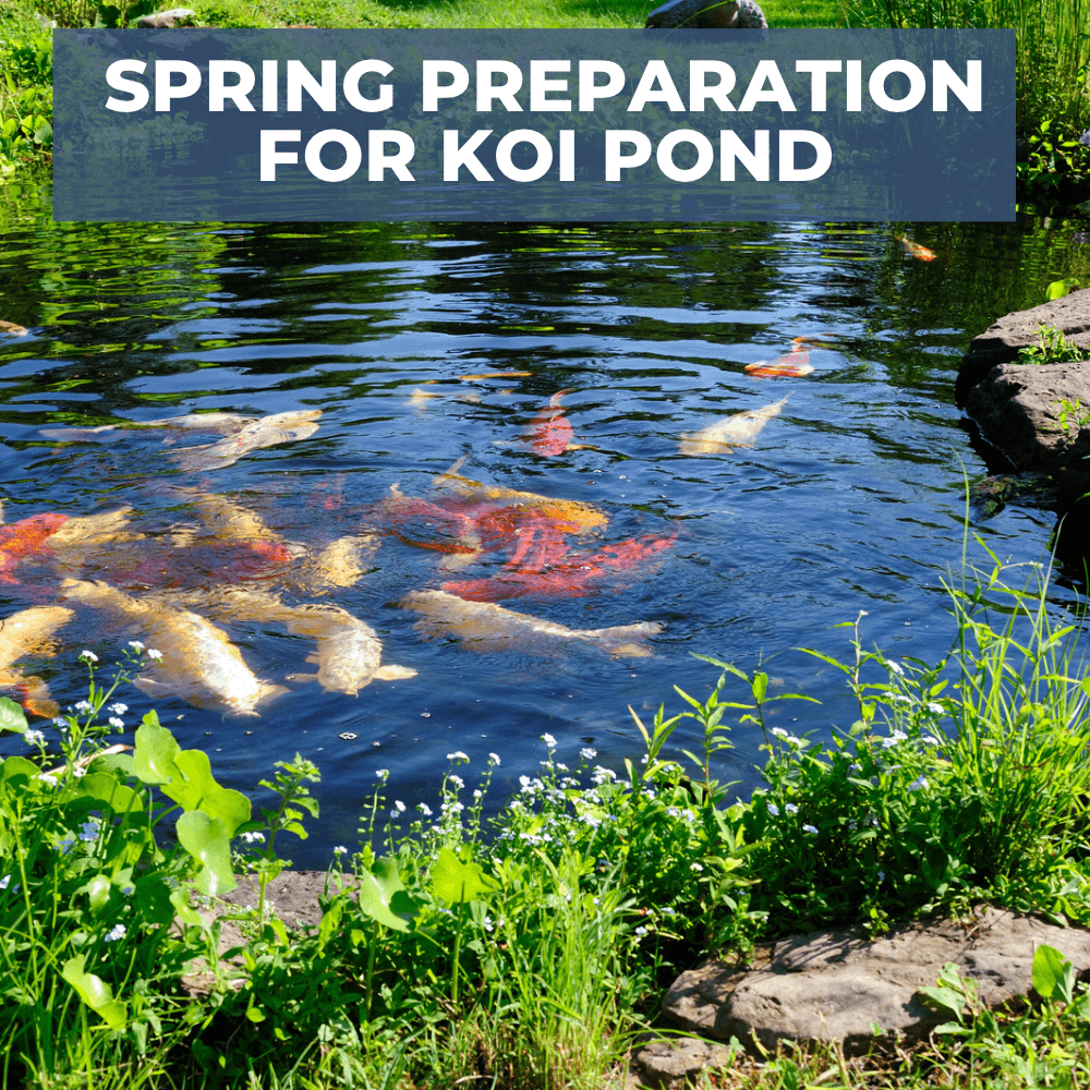 Feeding koi deals in spring