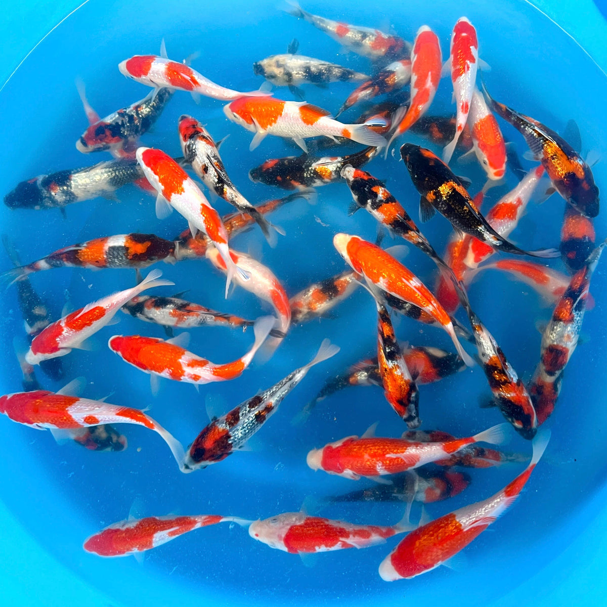 Kohakuページ kohaku-36-inches-600x900.jpeg