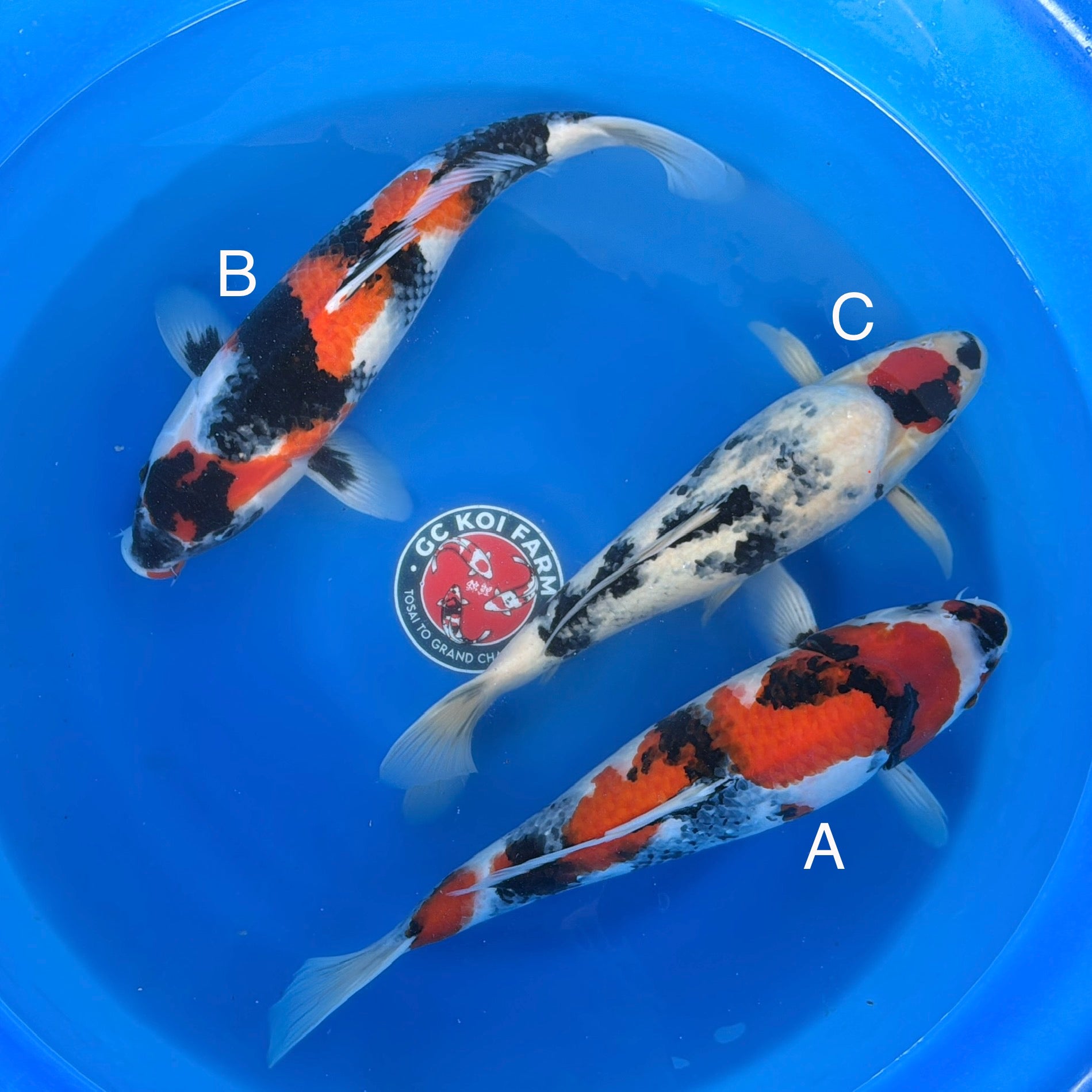 DAINICHI BLOODLINE SHOWA 17”-19” BOWL #1 – GC Koi Farm