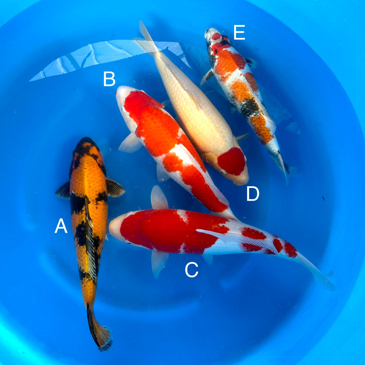 MIYATORA MIX BOWL ALL FEMALES GC Koi Farm
