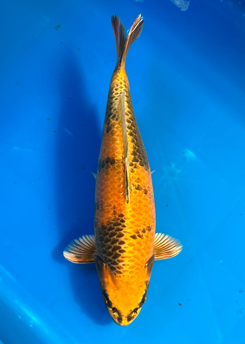 GENJIRO KIN KI UTSURI FEMALE 17" B GC Koi Farm