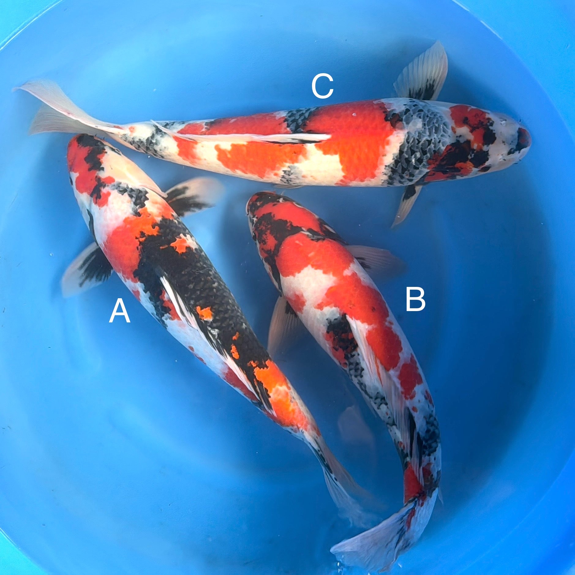 MARUSEI SHOWA 20”-22” BOWL #1 – GC Koi Farm