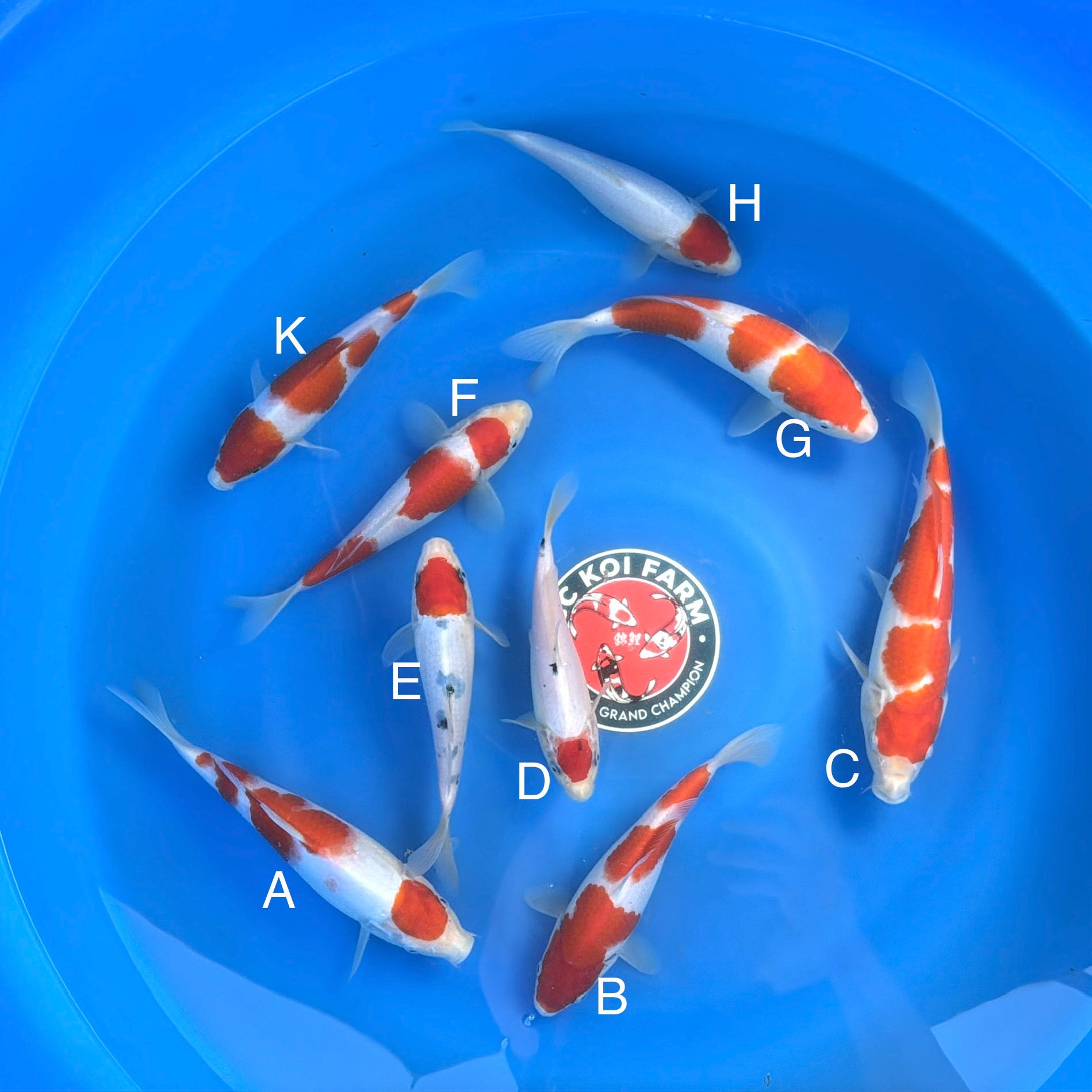 kohaku Kohaku - koi #x0801a014 - Dainichi Koi Farm