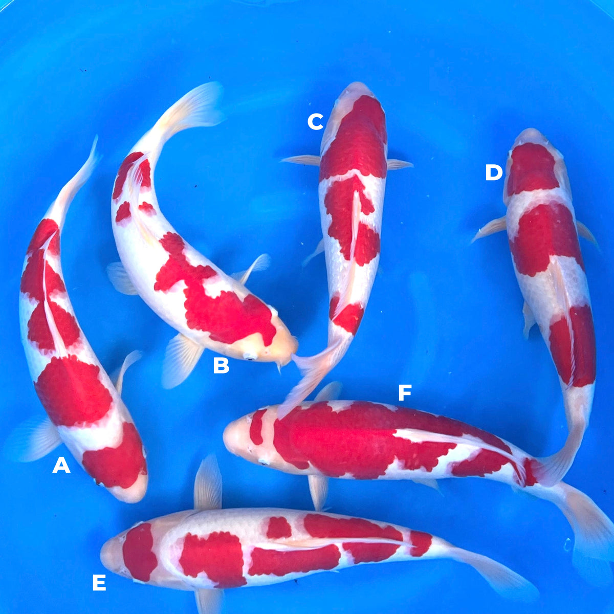 果物 koimaku Maru3_1200x1200.jpg?v=1737084116