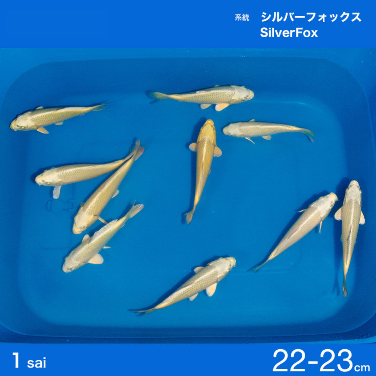 SILVERFOX1_1200x1200.jpg?v=
