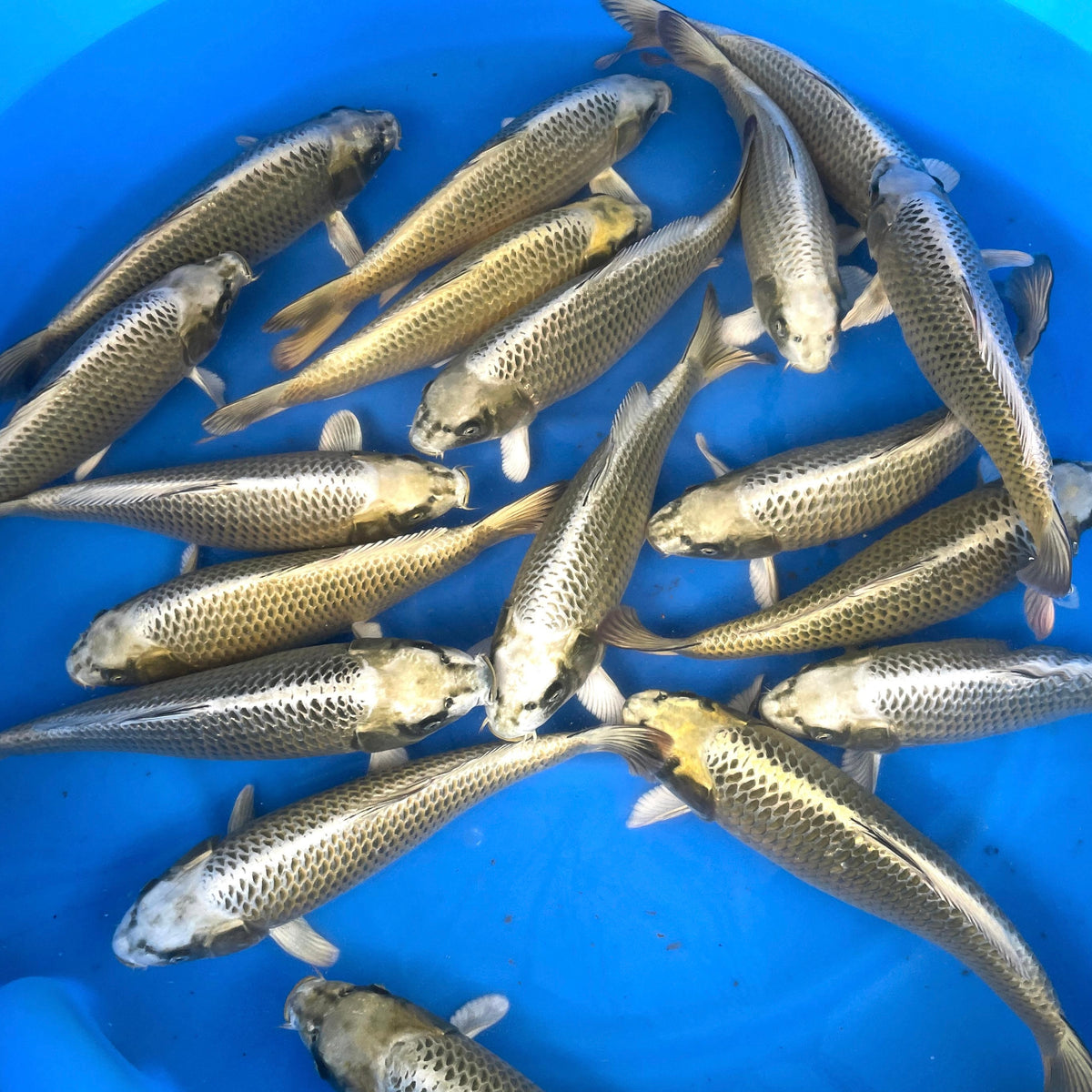 DoMeGe　koi-hotaru fusion cc82d3c3-6f0b-4f1d-837e-