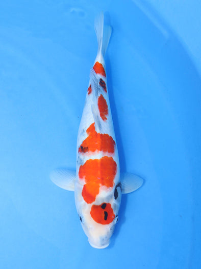 DAINICHI BLOODLINE SHOWA #5