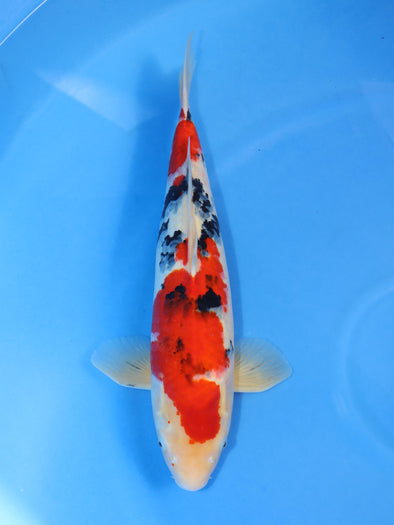 MARUHIRO SANKE