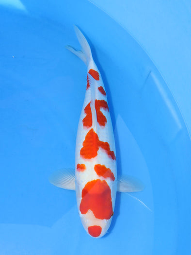 MARUHIRO MARUTEN KOHAKU #3