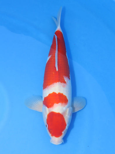MARUHIRO MARUTEN KOHAKU #2