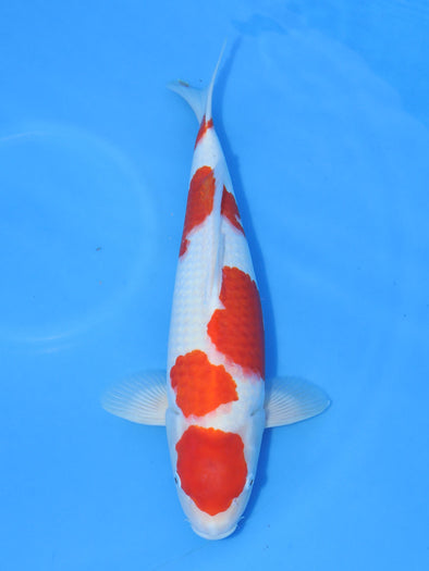 MARUHIRO MARUTEN KOHAKU #1