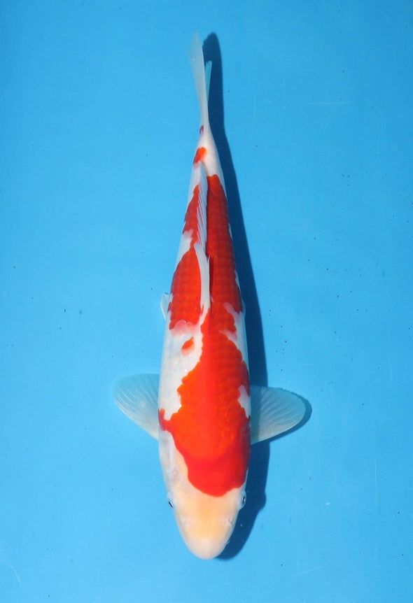 TORAZO KOHAKU JUMBO TOSAI 10”-12” WITH CERTIFICATE #11