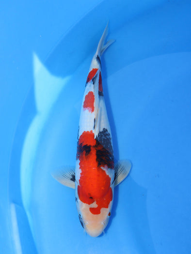 DAINICHI BLOODLINE SHOWA #2