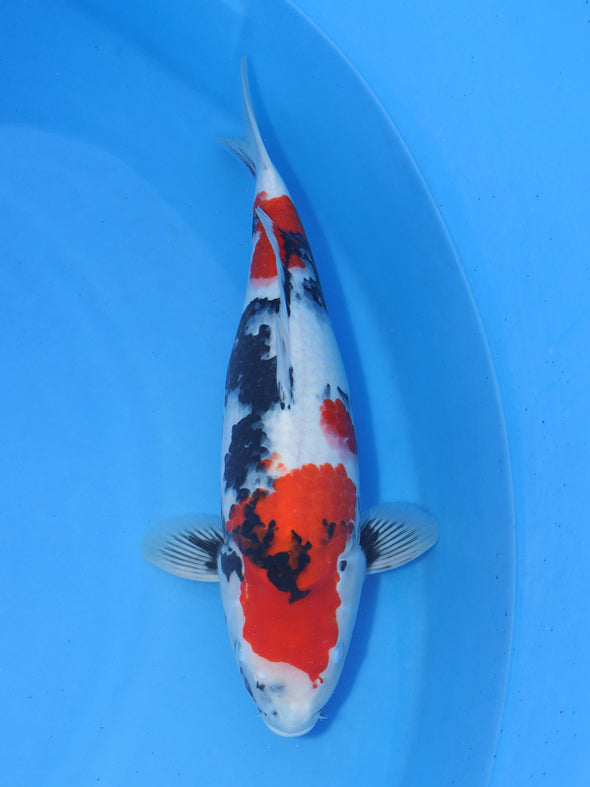 DAINICHI BLOODLINE SHOWA #1