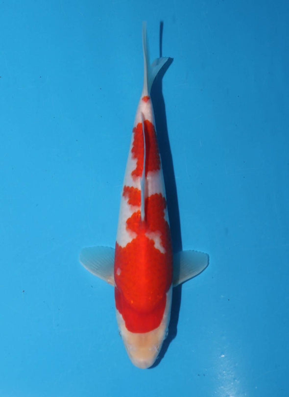 TORAZO KOHAKU JUMBO TOSAI 10”-12” WITH CERTIFICATE #7