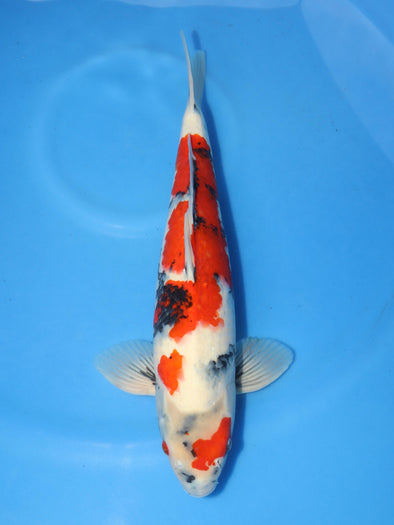 KOSHIJI SHOWA