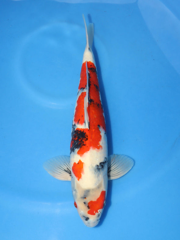KOSHIJI SHOWA