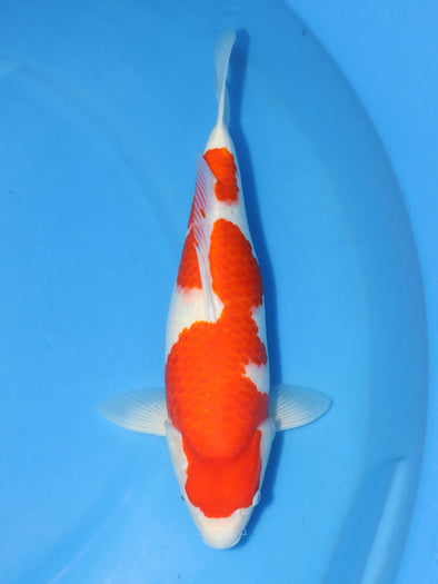 MARUHIRO SHOW QUALITY KOHAKU