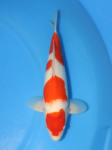 SAKAI BLOODLINE MARUTEN KOHAKU