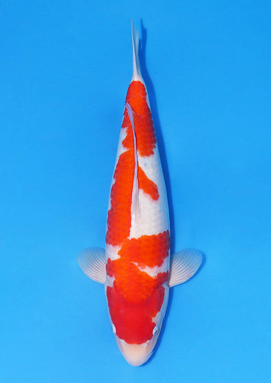 NOGAMI KOHAKU #35 FEMALE CERTIFICATE – GC Koi Farm