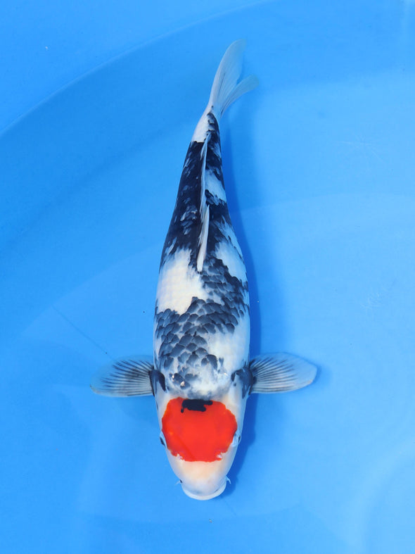 DAINICHI BLOODLINE TANCHO SHOWA #3