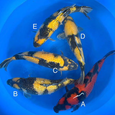 MARUHIRO UTSURI FEMALE
