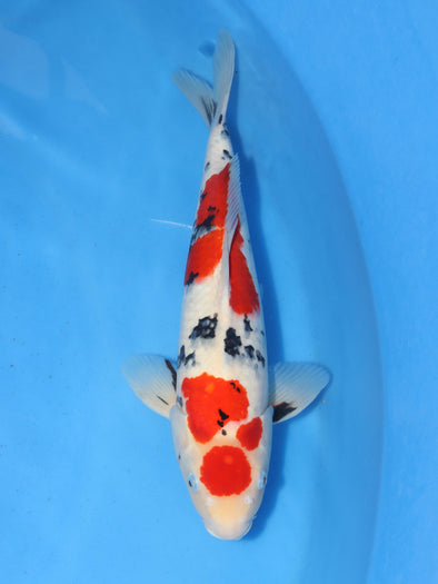 SAKAI BLOODLINE MARUTEN SANKE #2