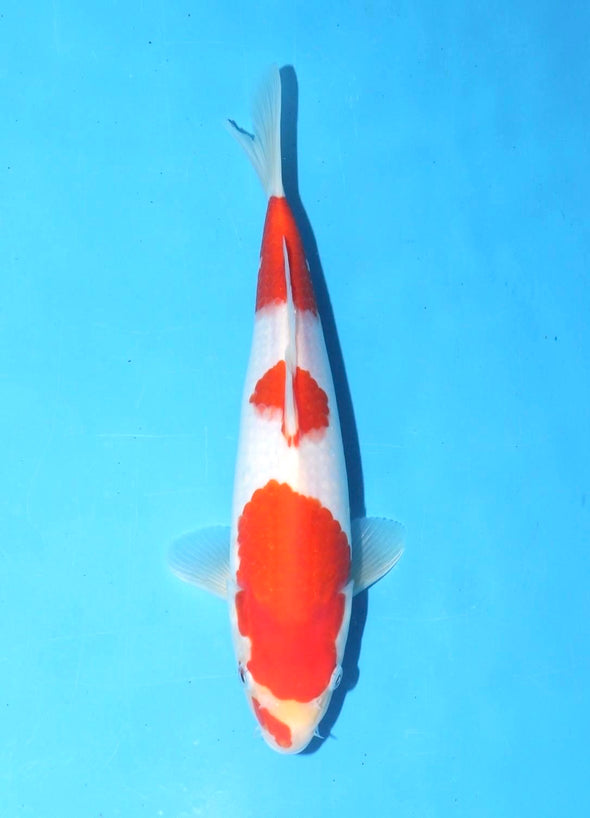 TORAZO KOHAKU JUMBO TOSAI 10”-12” WITH CERTIFICATE #22