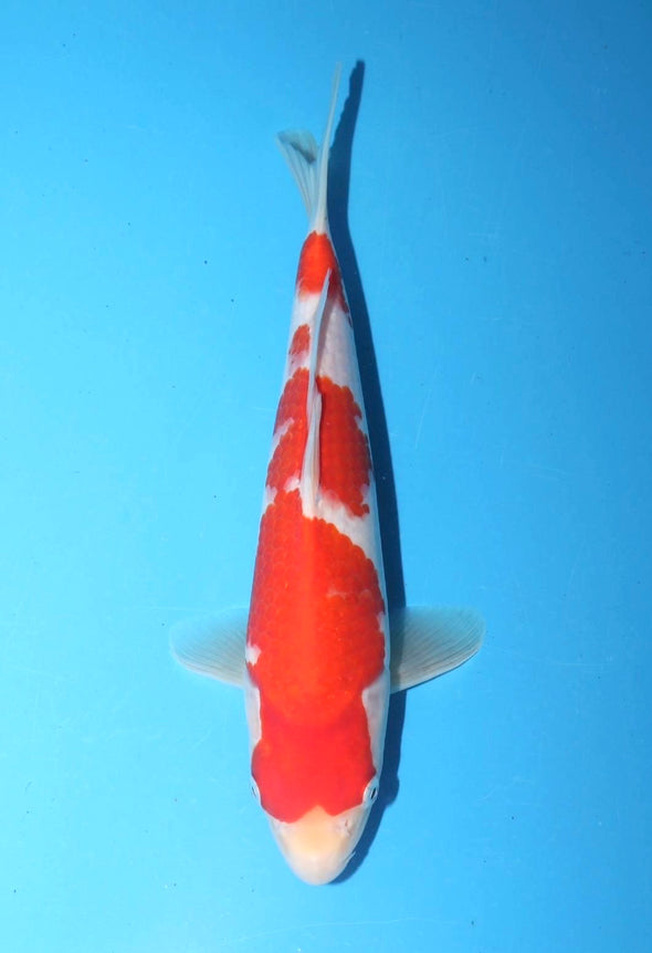 TORAZO KOHAKU JUMBO TOSAI 10”-12” WITH CERTIFICATE #18