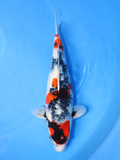 DAINICHI BLOODLINE MARUTEN SHOWA #7