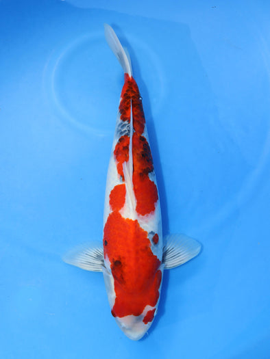 DAINICHI BLOODLINE SHOWA #6