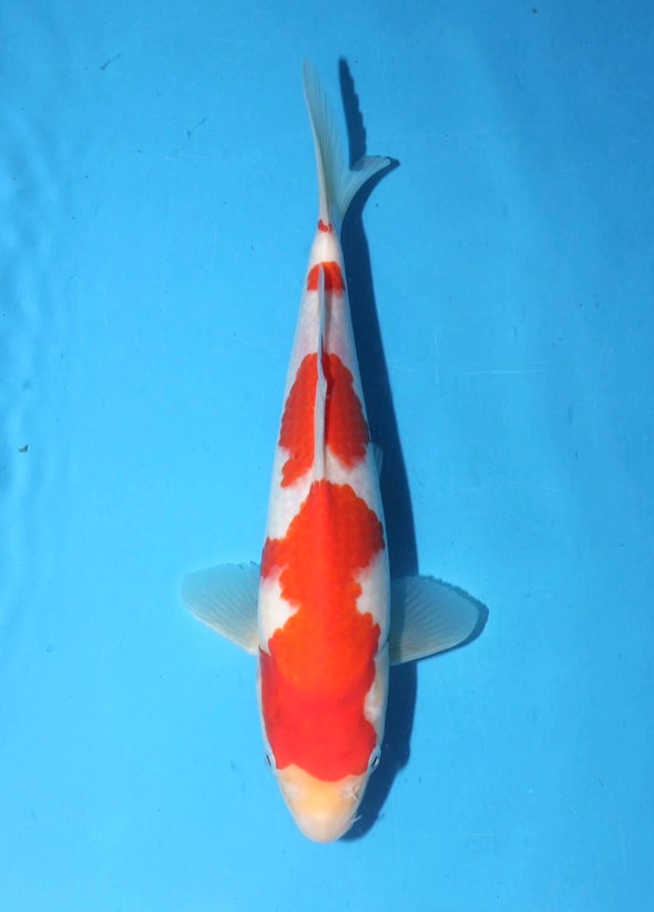 TORAZO KOHAKU JUMBO TOSAI 10”-12” WITH CERTIFICATE #39