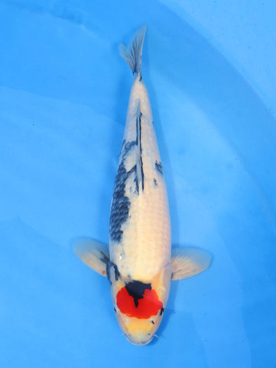 DAINICHI BLOODLINE TANCHO SHOWA #6