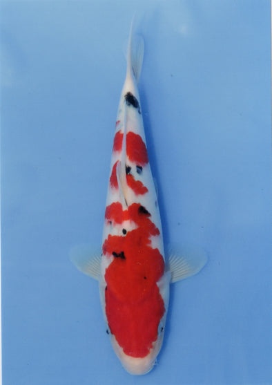 MARUDO JUMBO TOSAI 12"-14" CERTIFICATE KOI #1