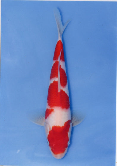 MARUDO JUMBO TOSAI 12"-14" CERTIFICATE KOI #2