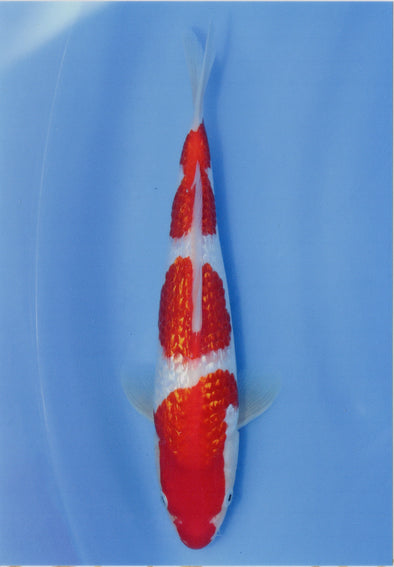 MARUDO JUMBO TOSAI 12"-14" CERTIFICATE KOI #3