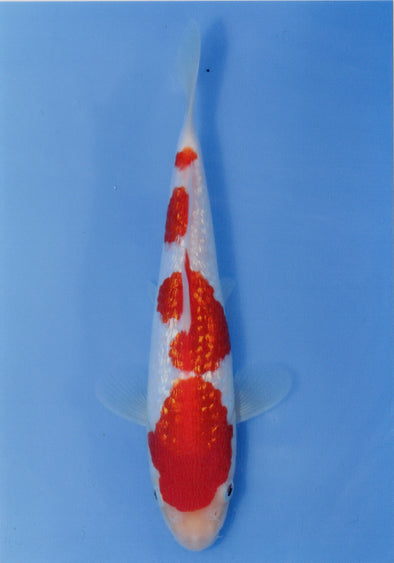 MARUDO JUMBO TOSAI 10"-12" CERTIFICATE KOI #4