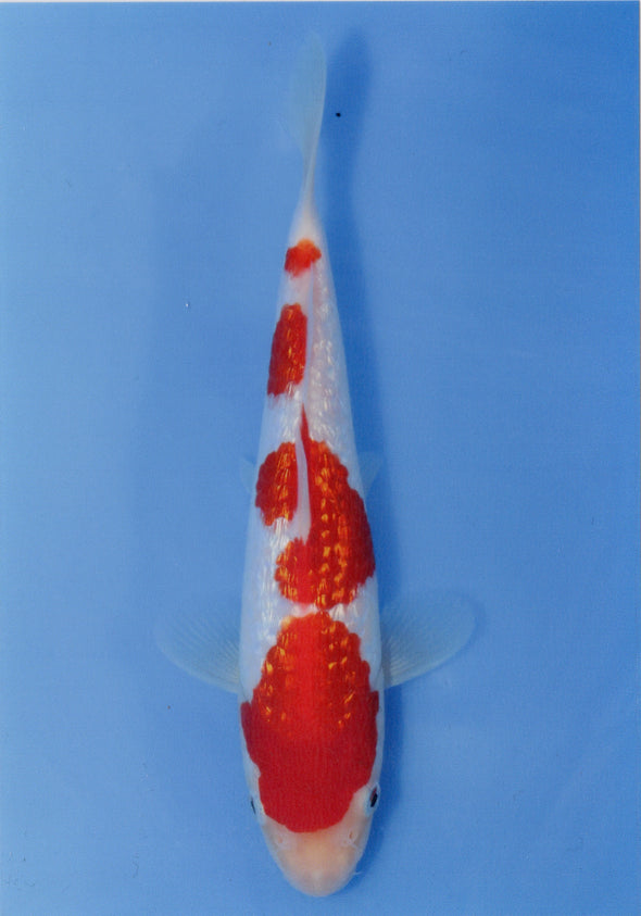 MARUDO JUMBO TOSAI 10"-12" CERTIFICATE KOI #4