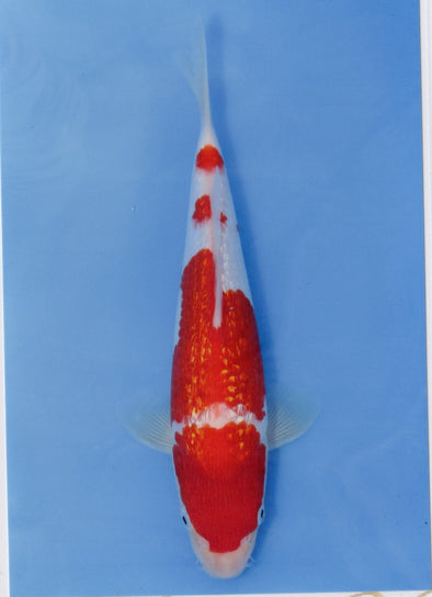 MARUDO JUMBO TOSAI 10"-12" CERTIFICATE KOI #5