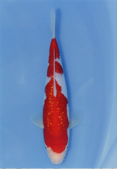 MARUDO JUMBO TOSAI 10"-12" CERTIFICATE KOI #6