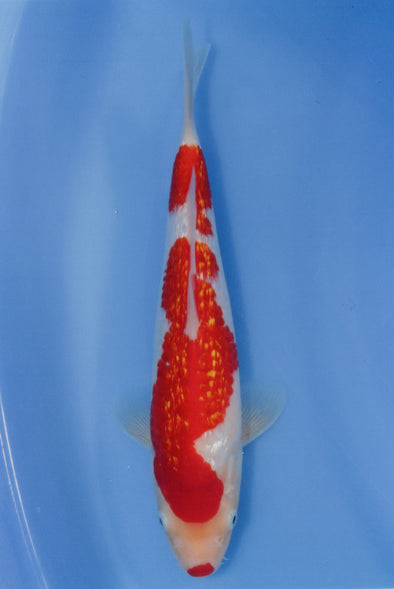 MARUDO JUMBO TOSAI 10"-12" CERTIFICATE KOI #7