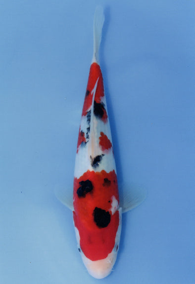 MARUDO JUMBO TOSAI 10"-12" CERTIFICATE KOI #8
