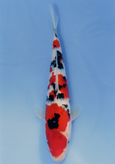 MARUDO JUMBO TOSAI 10"-12" CERTIFICATE KOI #9