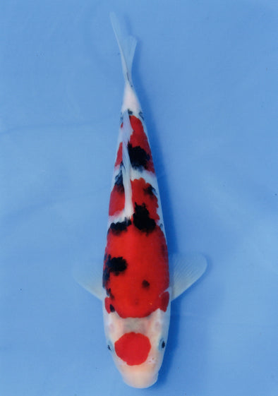 MARUDO JUMBO TOSAI 12"-14" CERTIFICATE KOI #10