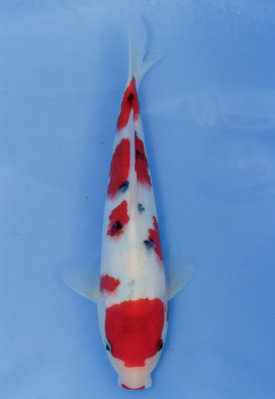 MARUDO JUMBO TOSAI 12"-14" CERTIFICATE KOI #11